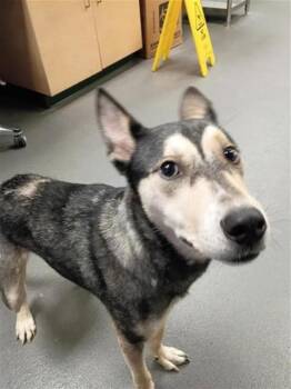 MAX -  German Shepherd Dog and Siberian Husky Dog for Adoption in Corpus Christi, Texas - MAX | PetCurious