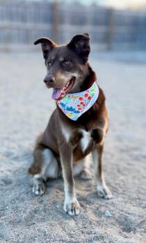 Husky and Mixed Breed Dogs Available for Adoption in Muskegon, Michigan - Addie (Sadie) | PetCurious