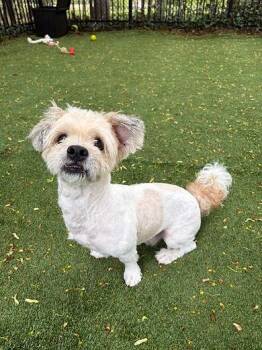 Snuffleupagus -  Terrier Dog for Adoption in Huntington, New York - Snuffleupagus | PetCurious