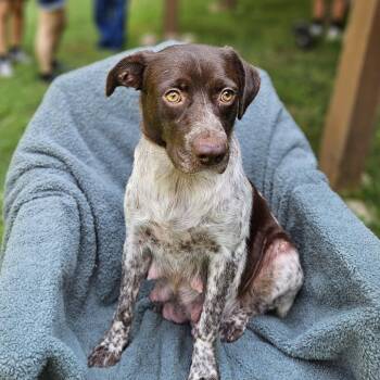 Selena -  German Shorthaired Pointer and Mixed Breed Dog for Adoption in Fairfax Station, Virginia - Selena | PetCurious