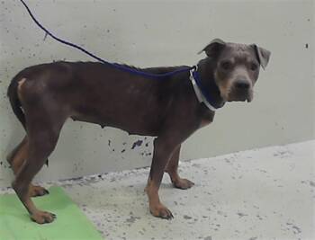 NYLA -  Staffordshire Bull Terrier and Mixed Breed Dog for Adoption in Houston, Texas - NYLA | PetCurious