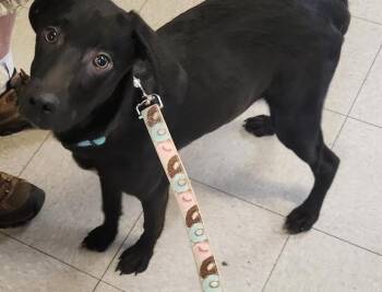 Lily -  Mixed Breed Dog Available for Adoption in North Myrtle Beach, South Carolina - Lily | PetCurious