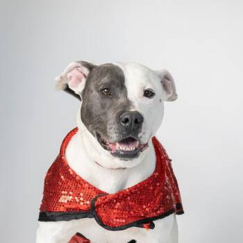 Moira Rose -  Mixed Breed Dog for Adoption in Dearborn, Michigan - Moira Rose | PetCurious