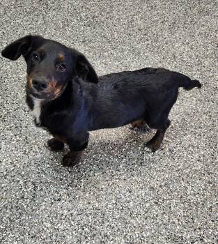 Murphy -  Dachshund and Australian Shepherd Dog for Adoption in Siloam Springs, Arkansas - Murphy | PetCurious