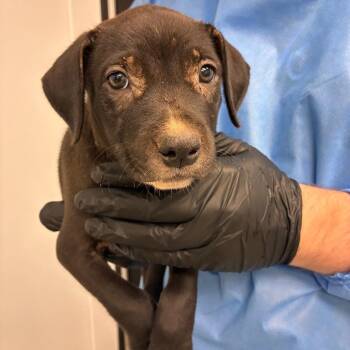 Caspian -  Pit Bull Terrier and Mixed Breed Dog for Adoption in Abilene, Texas - Caspian | PetCurious
