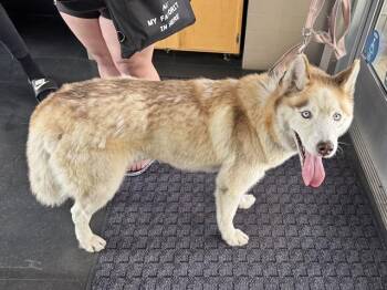 HUMMUS -  Siberian Husky Dog for Adoption in Santa Monica, California - HUMMUS | PetCurious