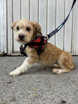 Fox Terrier Dogs Available for Adoption in Langley Township, British Columbia - LUNA | PetCurious