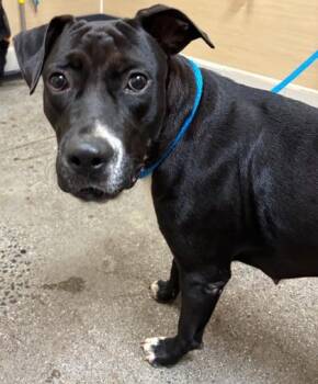 Sweetums -  Mixed Breed Dog for Adoption in Honolulu, Hawaii - Sweetums | PetCurious