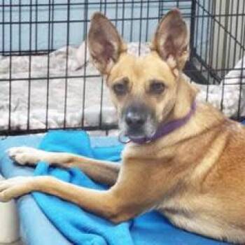 Rescue Hound Dogs for Adoption in Green Valley, Arizona - Foxtrot--Adoptable With Bonded Companion, Whiskey | PetCurious