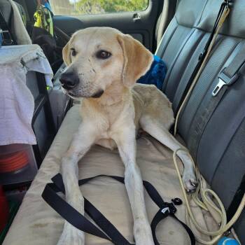 Rescue Yellow Labrador Retriever and Mixed Breed Dogs for Adoption in Lake Jackson, Texas - Mary | PetCurious