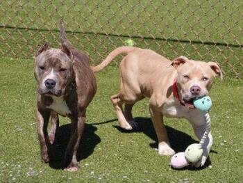 Pit Bull Terrier Dogs Available for Adoption in Rockaway, New Jersey - Mulan Athens | PetCurious