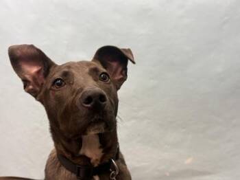 Butler -  Pit Bull Terrier and Mixed Breed Dog for Adoption in Golden Valley, Minnesota - Butler | PetCurious