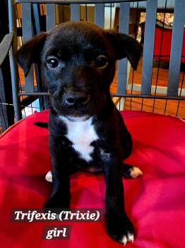 Trifexis (trixie) -  American Staffordshire Terrier and Labrador Retriever Dog for Adoption in Winder, Georgia - Trifexis (trixie) | PetCurious