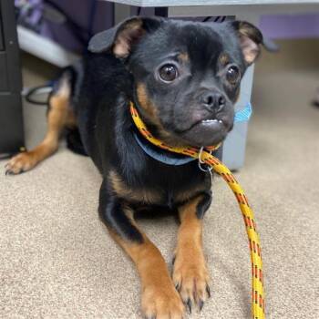 BEACH BALL -  Chihuahua and Mixed Breed Dog for Adoption in Aurora, Colorado - BEACH BALL | PetCurious