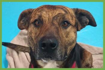 Tigre -  Shepherd and Hound Dog for Adoption in Amherst, Massachusetts - Tigre | PetCurious