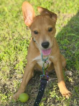 Rusty -  Labrador Retriever Dog for Adoption in San Antonio, Texas - Rusty | PetCurious