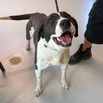 Mixed Breed Dogs Available for Adoption in Huntington, West Virginia - Madison Stray Hold 4/26 | PetCurious