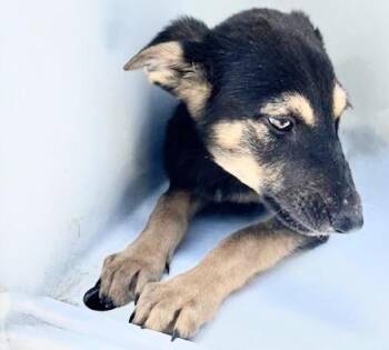 A657261 -  German Shepherd Dog and Doberman Pinscher Dog for Adoption in Houston, Texas - A657261 | PetCurious