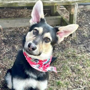 Mixed Breed Dogs Available for Adoption - Lexie | PetCurious