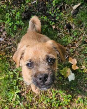 Pug and Poodle Dogs Available for Adoption in Fort Mill, South Carolina - Peanut | PetCurious