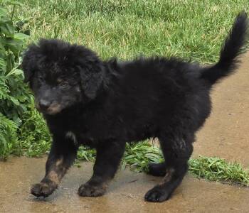 Cubby -  Shepherd Dog for Adoption in South Bend, Indiana - Cubby | PetCurious
