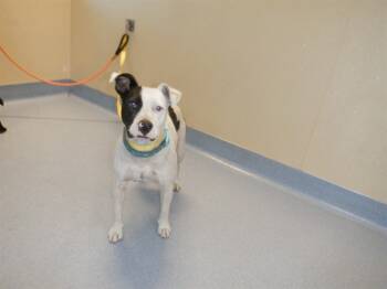 Rescue Pit Bull Terrier Dogs for Adoption in San Jose, California - GIRLY | PetCurious