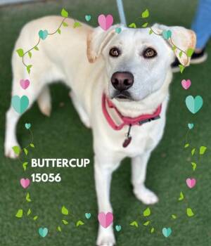 Rescue Labrador Retriever Dogs for Adoption in Marietta, Georgia - BUTTERCUP | PetCurious