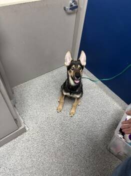 A187507 -  German Shepherd Dog and Mixed Breed Dog for Adoption in Pasadena, Texas - A187507 | PetCurious