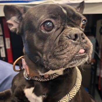 Mixed Breed Dogs Available for Adoption in Allentown, Pennsylvania - Nisha | PetCurious