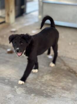 Rescue Mixed Breed Dogs for Adoption in West Chester, Pennsylvania - Umami FKA Melville | PetCurious