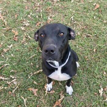 Black Labrador Retriever and Terrier Dogs Available for Adoption - Maine Coon | PetCurious