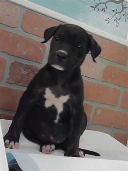 Staffordshire Bull Terrier and Mixed Breed Dogs Available for Adoption - RUE | PetCurious