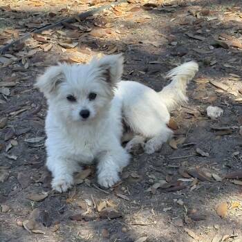 Terrier Dogs Available for Adoption - Lily | PetCurious