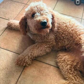 Coco Chanel (Benefactor Dog) -  Miniature Poodle and Poodle Dog for Adoption in New Orleans, Louisiana - Coco Chanel (Benefactor Dog) | PetCurious