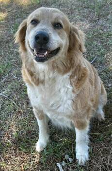 Sandy -  Golden Retriever Dog Available for Adoption in Leesburg, Georgia - Sandy | PetCurious