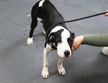 Jolene -  Terrier and Mixed Breed Dog for Adoption in Picayune, Mississippi - Jolene | PetCurious