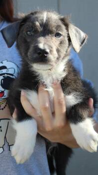 Pugsley -  Border Collie and Pit Bull Terrier Dog for Adoption in Vacaville, California - Pugsley | PetCurious