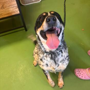 Shotzie -  Australian Cattle Dog Blue Heeler and Mixed Breed Dog for Adoption in South Haven, Michigan - Shotzie | PetCurious