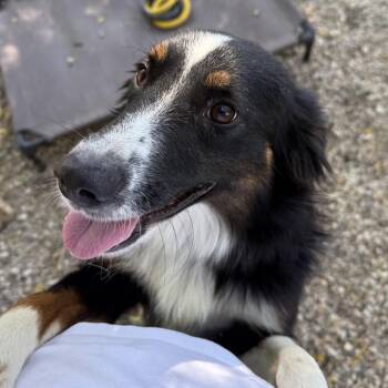 Sunday -  Australian Shepherd and Mixed Breed Dog for Adoption in Madison, Wisconsin - Sunday | PetCurious