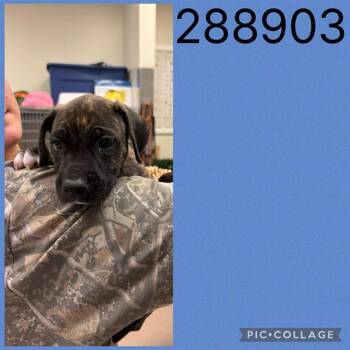 A288903 -  Mixed Breed Dog for Adoption in Macon, Georgia - A288903 | PetCurious