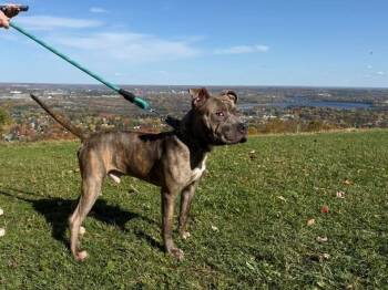 Rescue Pit Bull Terrier Dogs for Adoption in Wausau, Wisconsin - Frank Fka Finch | PetCurious