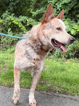 Wrangler -  Australian Cattle Dog Blue Heeler Dog for Adoption in Fall River, Massachusetts - Wrangler | PetCurious