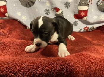 LUCY -  Pit Bull Terrier Dog for Adoption in Modesto, California - LUCY | PetCurious