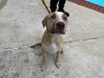 Labrador Retriever and Mixed Breed Dogs Available for Adoption in Rowlett, Texas - KENJI | PetCurious