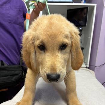 Bouncer -  Golden Retriever Dog for Adoption in Northbrook, Illinois - Bouncer | PetCurious