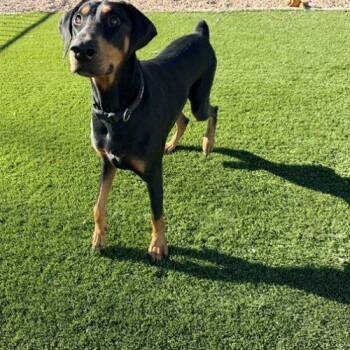 Ares -  Doberman Pinscher Dog for Adoption in Henderson, Nevada - Ares | PetCurious