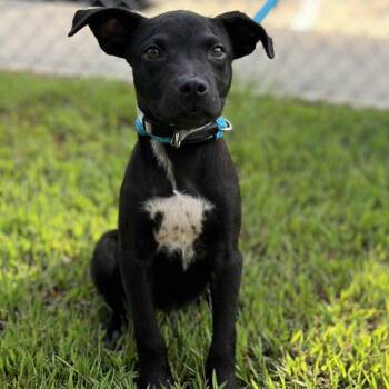 Rescue Labrador Retriever and Terrier Dogs for Adoption in Wadena, Minnesota - Mason II | PetCurious