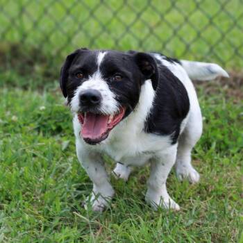 Chewy -  Jack Russell Terrier and Basset Hound Dog for Adoption in Lebanon, Tennessee - Chewy | PetCurious
