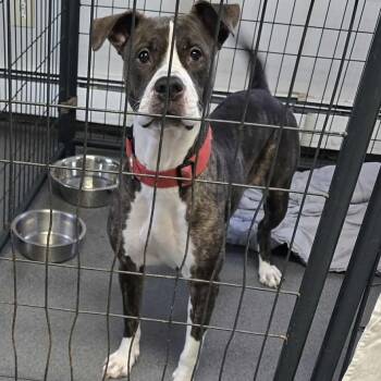 Rescue Mixed Breed Dogs for Adoption in Wappingers Falls, New York - Rebel | PetCurious