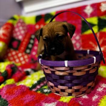 Kovu American Dwarf Frog -  Boxer Dog for Adoption in Northbrook, Illinois - Kovu American Dwarf Frog | PetCurious